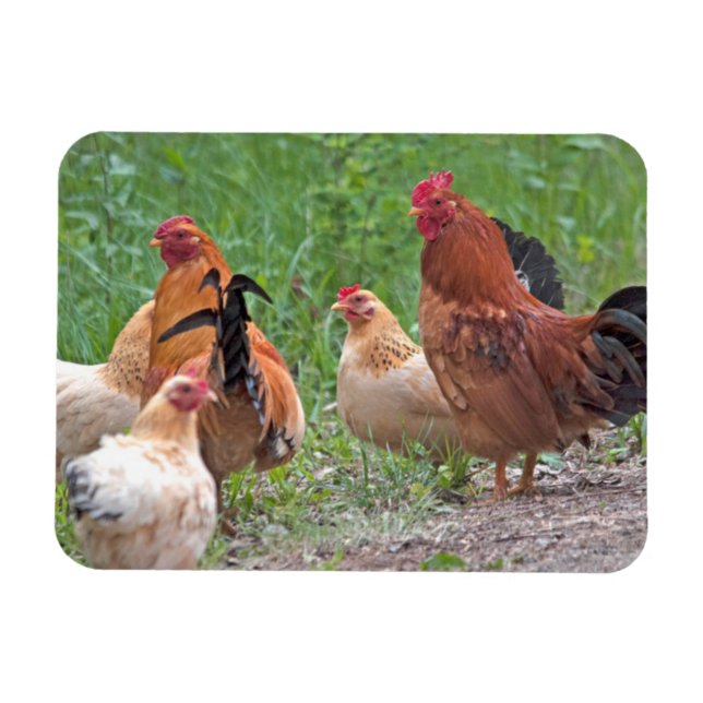 USA, Nebraska. Chickens Magnet (Horizontal)