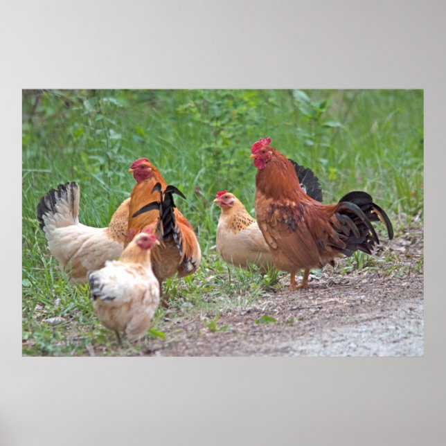 USA, Nebraska. Chickens Poster (Front)