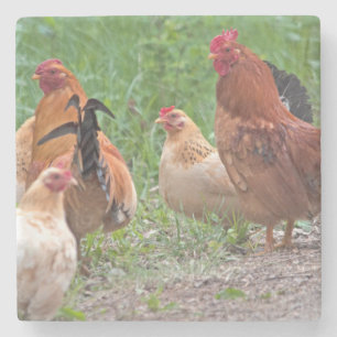 USA, Nebraska. Chickens Stone Coaster