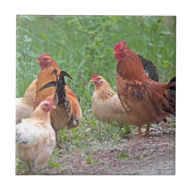 USA, Nebraska. Chickens Tile (Front)