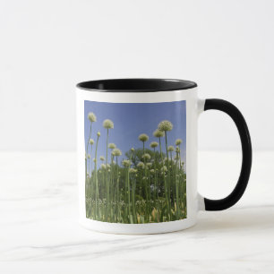 USA, New England, Massachusetts, Boston, 3 Mug
