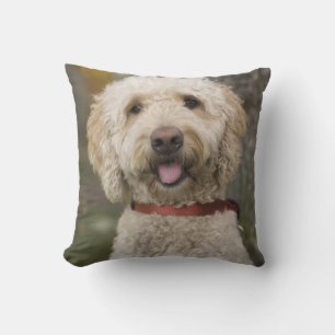 USA, New England, Massachusetts, Reading, Cushion