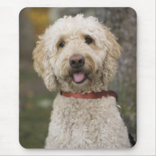 USA, New England, Massachusetts, Reading, Mouse Pad
