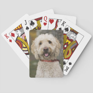 USA, New England, Massachusetts, Reading, Playing Cards