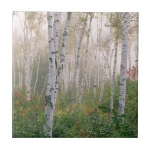 USA, New Hampshire. Birch trees in clearing fog Ceramic Tile