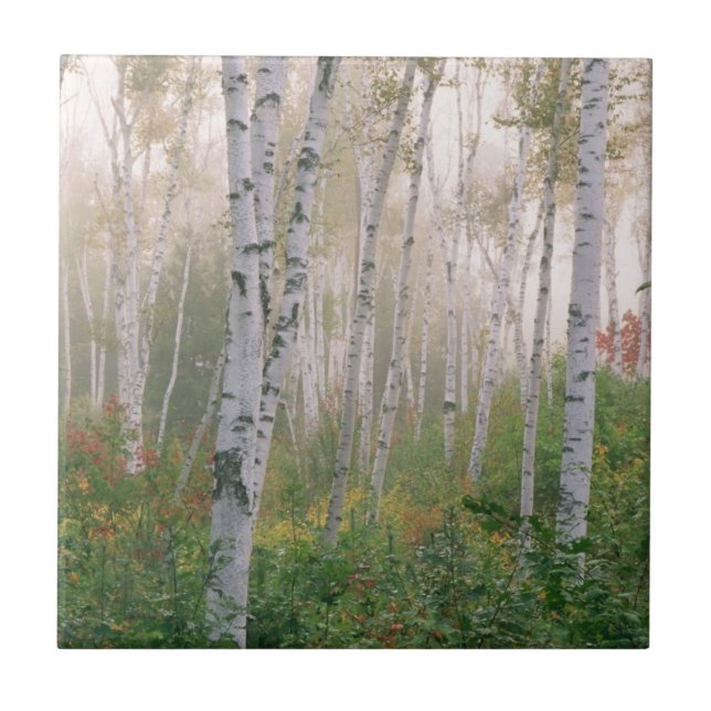 USA, New Hampshire. Birch trees in clearing fog Ceramic Tile (Front)