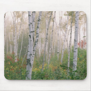 USA, New Hampshire. Birch trees in clearing fog Mouse Pad