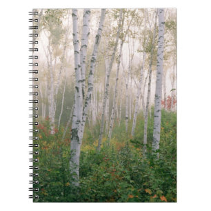 USA, New Hampshire. Birch trees in clearing fog Notebook