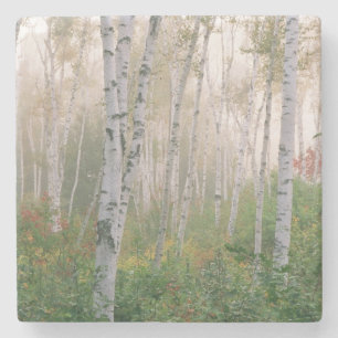 USA, New Hampshire. Birch trees in clearing fog Stone Coaster