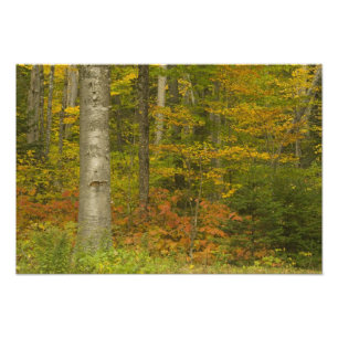USA, New Hampshire, Livermore, White Mountain Photo Print