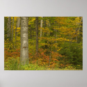 USA, New Hampshire, Livermore, White Mountain Poster