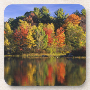 USA, New Hampshire, Moultonborough. Trees in Coaster