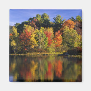 USA, New Hampshire, Moultonborough. Trees in Magnet