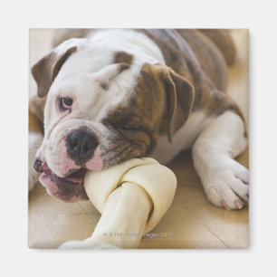 USA, New Jersey, Jersey City, Cute bulldog pup 2 Magnet