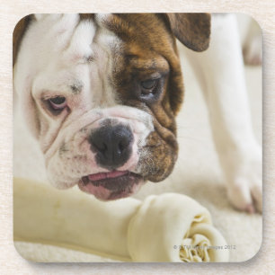 USA, New Jersey, Jersey City, Cute bulldog pup Coaster