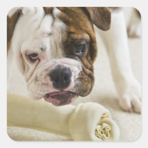 USA, New Jersey, Jersey City, Cute bulldog pup Square Sticker