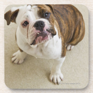 USA, New Jersey, Jersey City, Portrait of cute Coaster