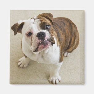 USA, New Jersey, Jersey City, Portrait of cute Magnet