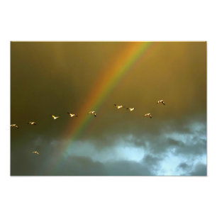 USA, New Mexico, Bosque del Apache National 3 Photo Print