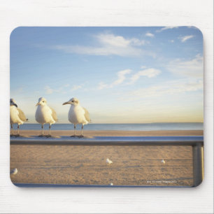 USA, New York City, Coney Island, three seagulls Mouse Pad
