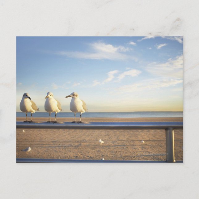 USA, New York City, Coney Island, three seagulls Postcard (Front)