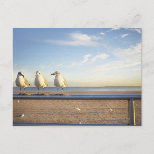 USA, New York City, Coney Island, three seagulls Postcard