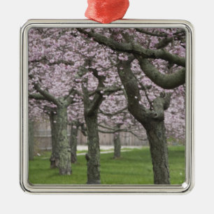 USA, New York, East Hampton. Cherry trees in Metal Tree Decoration