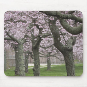 USA, New York, East Hampton. Cherry trees in Mouse Pad