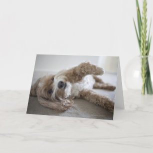 USA, New York, New York City, Brooklyn, Cockapoo Card