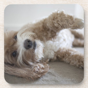USA, New York, New York City, Brooklyn, Cockapoo Coaster
