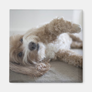 USA, New York, New York City, Brooklyn, Cockapoo Magnet