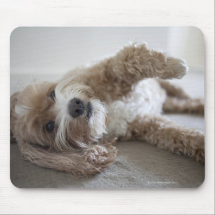USA, New York, New York City, Brooklyn, Cockapoo Mouse Pad