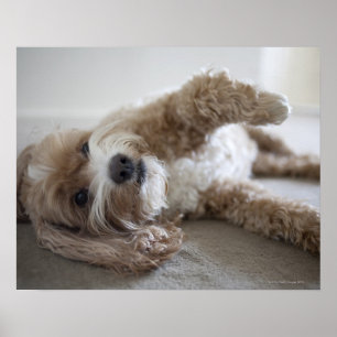 USA, New York, New York City, Brooklyn, Cockapoo Poster