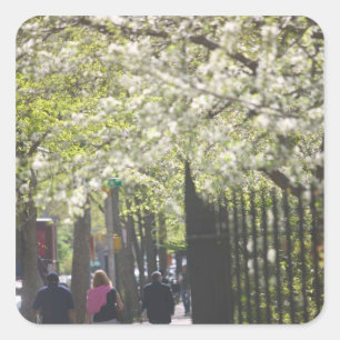 USA, New York, New York City, Manhattan: 8 Square Sticker