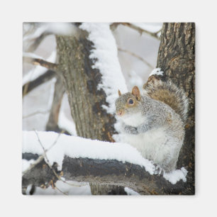 USA, New York, New York City, squirrel sitting Magnet