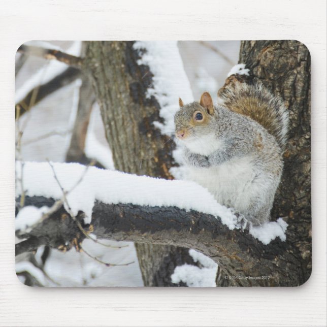 USA, New York, New York City, squirrel sitting Mouse Pad (Front)