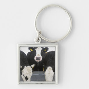 USA, New York State, Cows drinking from frozen Key Ring