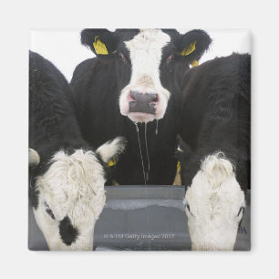 USA, New York State, Cows drinking from frozen Magnet