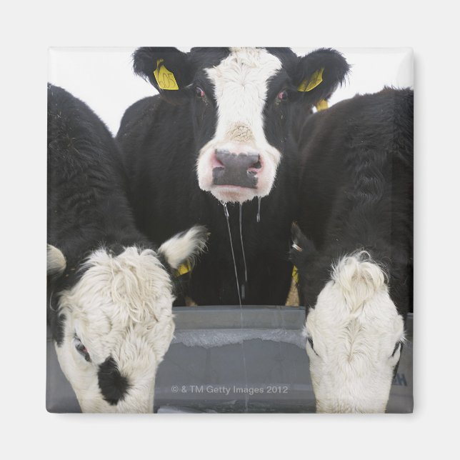 USA, New York State, Cows drinking from frozen Magnet (Front)