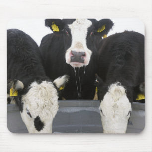 USA, New York State, Cows drinking from frozen Mouse Pad