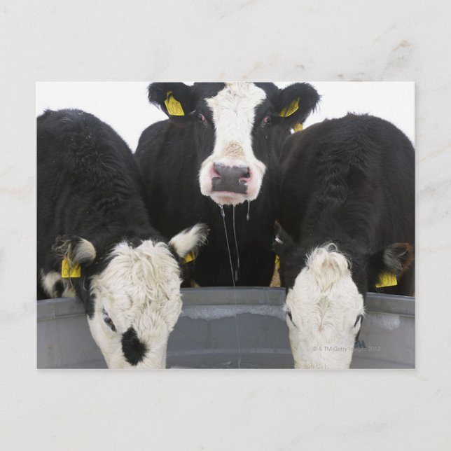 USA, New York State, Cows drinking from frozen Postcard (Front)