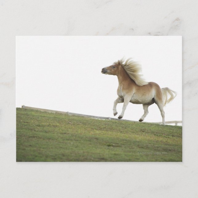 USA, New York State, Hudson, Horse running in 2 Postcard (Front)