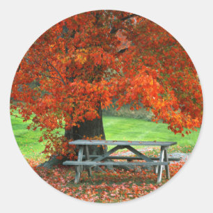 USA, New York, West Park. Bench Under Maple Classic Round Sticker