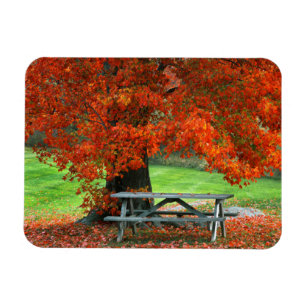 USA, New York, West Park. Bench Under Maple Magnet