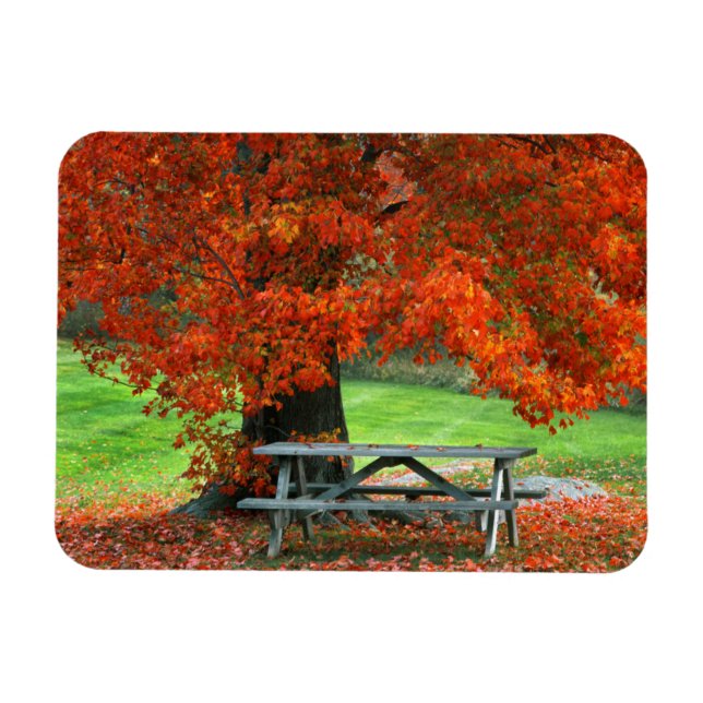 USA, New York, West Park. Bench Under Maple Magnet (Horizontal)