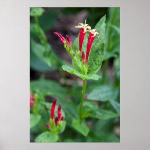USA, North Carolina, Asheville. Indian Pink Poster