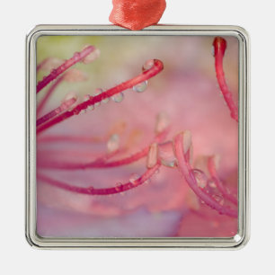 USA, North Carolina. Catawba rhododendron with Metal Tree Decoration