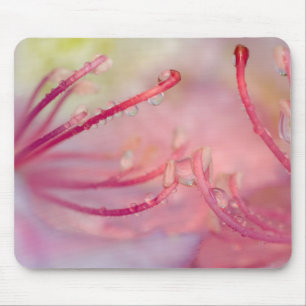 USA, North Carolina. Catawba rhododendron with Mouse Pad