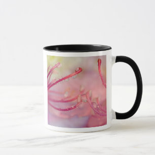 USA, North Carolina. Catawba rhododendron with Mug