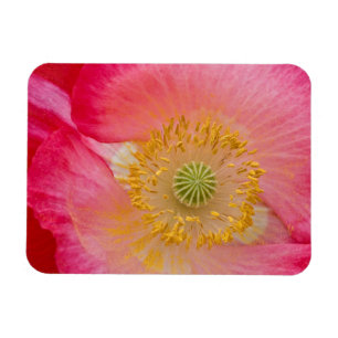 USA, North Carolina. Close-up of poppy interior Magnet